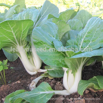 CC06 semillas de pakchoi híbrido f1 resistente al calor negro rosa, semillas de col china